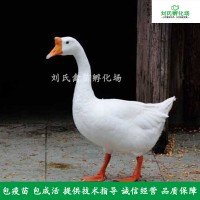 小鹅苗活体养殖大种白鹅苗活体鹅苗鹅活苗家禽养殖全国发货