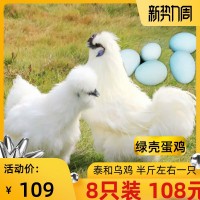纯种泰和乌鸡活体半斤绿壳蛋鸡白凤脱温鸡活苗乌骨鸡青年五黑一绿