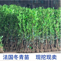 包邮四季常青冬青苗室外树苗木万年青庭院法国冬青苗绿化苗树苗