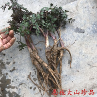 野生当归苗中药材种苗庭院阳台盆栽种植移栽易成活20元包邮