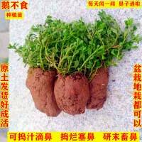 野生鹅不食草汁滴鼻中药材盆栽鹅不吃草种植苗鼻子炎带土5棵植物